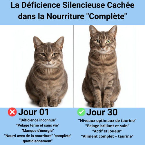 Prévenez la carence silencieuse avant même l'apparition des symptômes grâce au supplément de taurine Velorana™