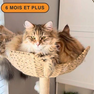 Calme et équilibré